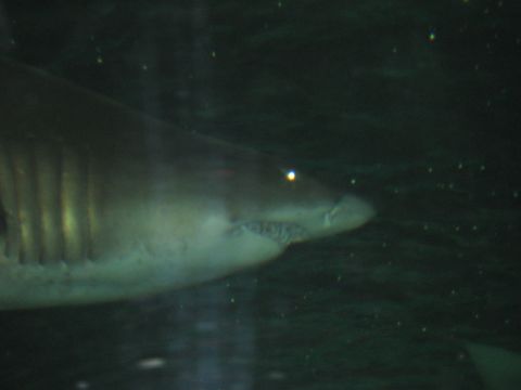 2008 Ford F-250 - A close-up view of a shark's head and gills as it swims in dark water.