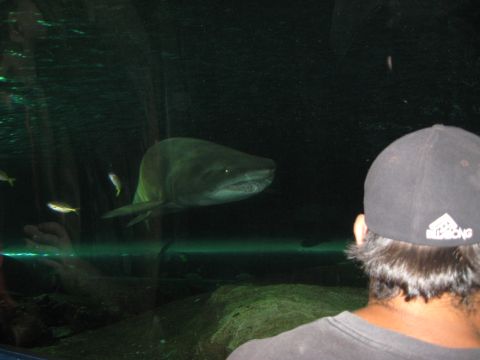 2008 Ford F-250 - A person watches a large fish swim in an aquarium with smaller fish nearby.