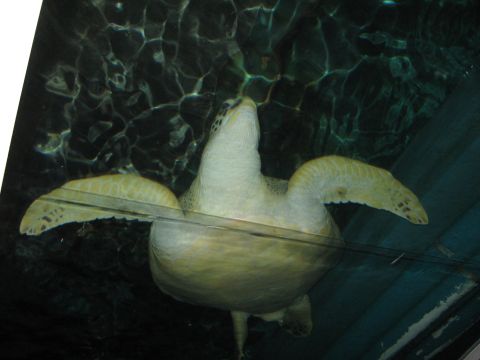 2008 Ford F-250 - A sea turtle glides through the water, its flippers extended as it navigates its aquatic environment.