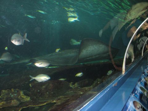 2008 Ford F-250 - Fish and a stingray swim in a large aquarium exhibit, with people visible in the reflection.