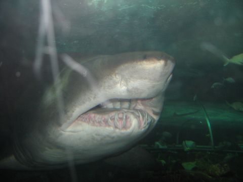 2008 Ford F-250 - A shark swims in an aquarium, its mouth open to reveal rows of sharp teeth.