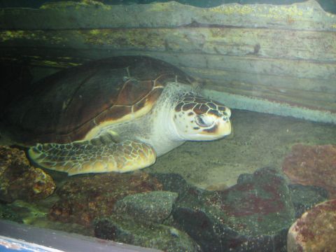 2008 Ford F-250 - A sea turtle rests in its aquatic enclosure, surrounded by rocks and artificial cave-like structures.