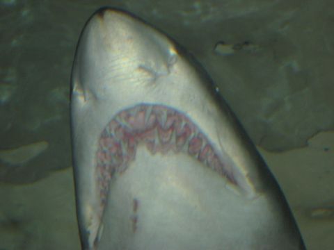 2008 Ford F-250 - Close-up view of a shark's head and its rows of sharp teeth.
