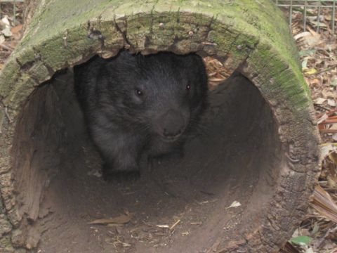 2008 Ford F-250 - A wombat is inside a hollowed-out log, with its head visible at the opening.