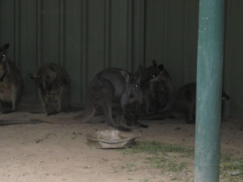 2008 Ford F-250 - Several wallabies are gathered in a sandy enclosure with a metal wall and a feeding dish.