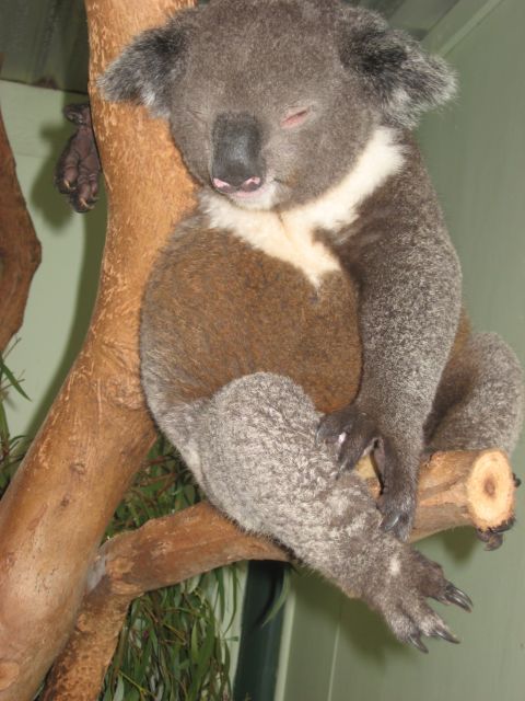 2008 Ford F-250 - A koala rests comfortably on a tree branch, appearing to be asleep.