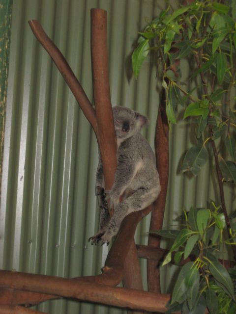 2008 Ford F-250 - A koala rests on a tree branch, its eyes closed, surrounded by greenery.