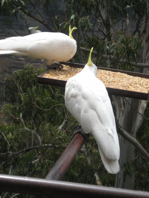 2008 Ford F-250 - Two cockatoos enjoy a meal from a bird feeder, with trees and a cliff face in the background.