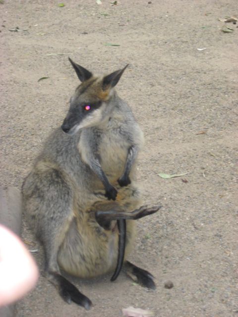 2008 Ford F-250 - A wallaby with its joey in its pouch is seen sitting on the ground.