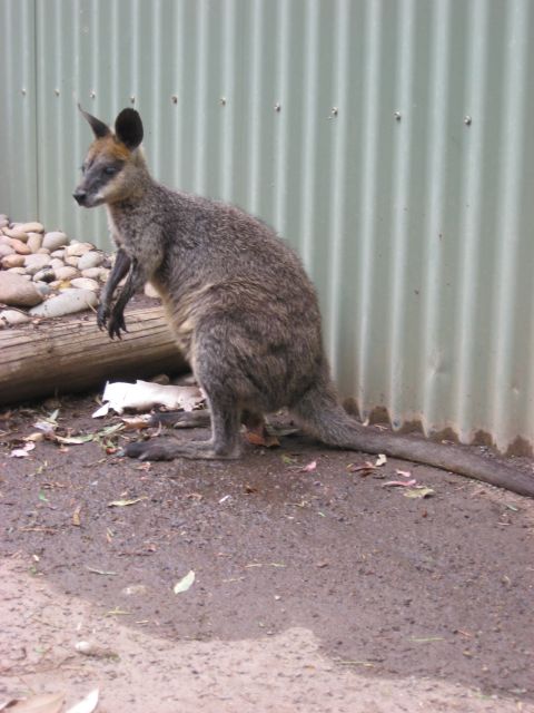 2008 Ford F-250 - A wallaby stands on the ground near a fence, with rocks and logs in the background.