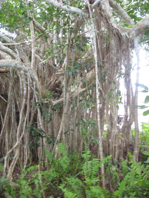 2008 Ford F-250 - A dense banyan tree with numerous aerial roots hangs over a bed of vibrant green ferns.