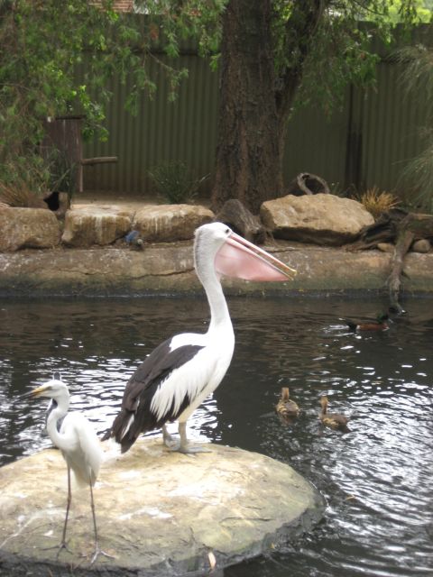 2008 Ford F-250 - A pelican and an egret are perched on a rock in a pond, while ducks swim nearby.