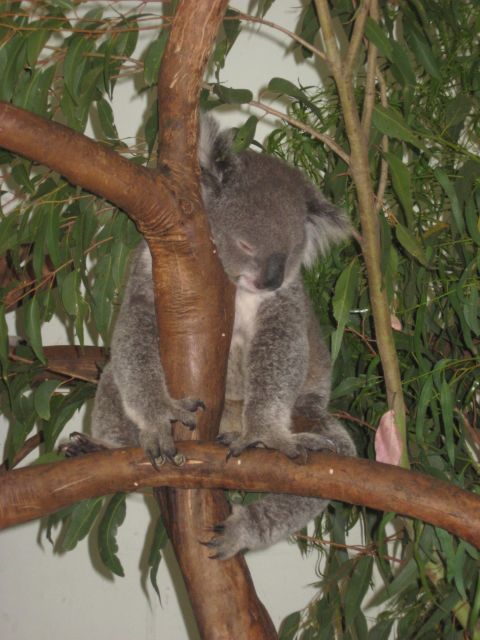 2008 Ford F-250 - A koala naps peacefully while perched on a thick tree branch surrounded by eucalyptus foliage.