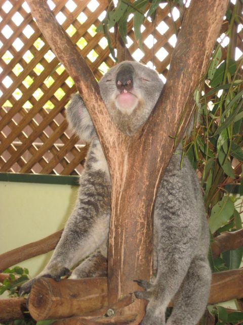 2008 Ford F-250 - A koala rests peacefully while clinging to a tree branch, its eyes closed and face relaxed.