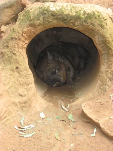 2008 Ford F-250 - A wombat rests inside its burrow, surrounded by dirt and a few scattered leaves.