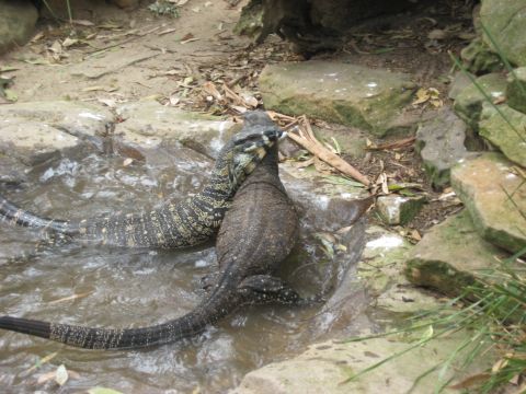 2008 Ford F-250 - Two monitor lizards interact in a rocky, watery enclosure.