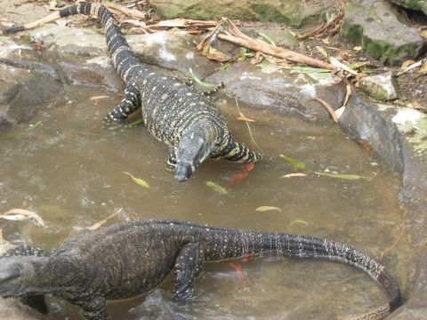 2008 Ford F-250 - Two monitor lizards are partially submerged in a shallow pool of water, with one lizard in the foreground and another behind it.