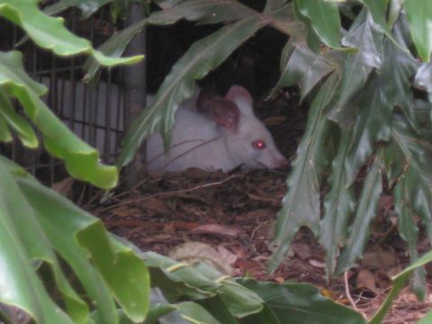 2008 Ford F-250 - A white animal with glowing red eyes is partially hidden by lush green foliage and rests on a bed of dry leaves.