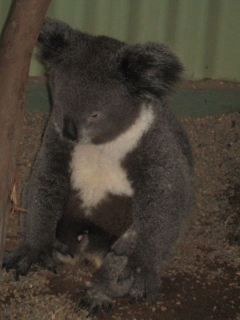 2008 Ford F-250 - A koala sits on the ground next to a tree trunk.