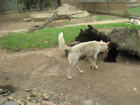 2008 Ford F-250 - A dingo approaches a hollow log while another rests in the background of an outdoor enclosure.