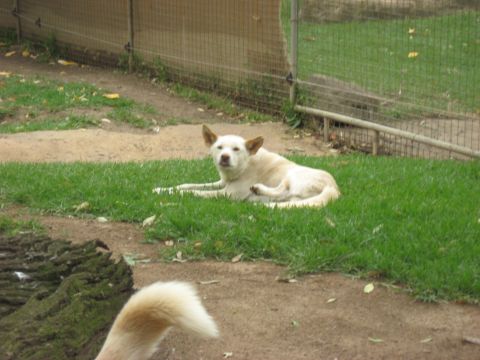 2008 Ford F-250 - A dog rests on the grass within a fenced area, with another dog's tail in the foreground.