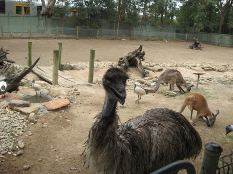 2008 Ford F-250 - An emu stands in the foreground of a zoo enclosure, with kangaroos and ibis visible behind it.