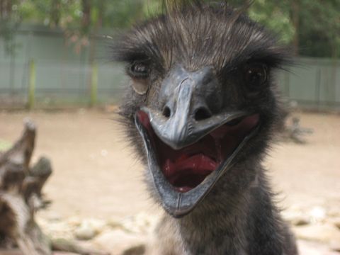 2008 Ford F-250 - An emu appears to be laughing or calling out with its beak open wide in this close-up photograph.
