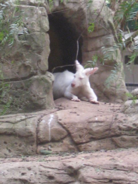 2008 Ford F-250 - An albino wallaby is seen resting on rocks in its enclosure.