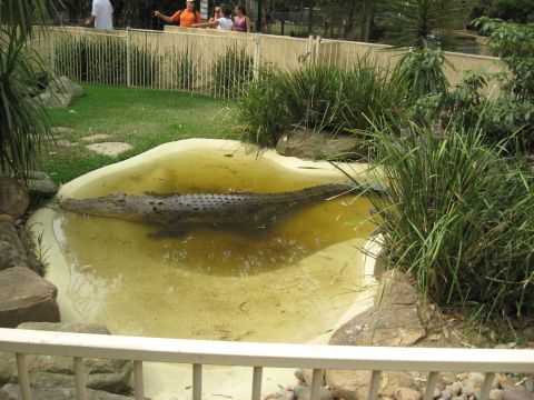 2008 Ford F-250 - A large crocodile is partially submerged in a murky pool, observed by onlookers from a distance.