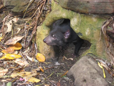 2008 Ford F-250 - A Tasmanian devil emerges from its den amongst rocks and fallen leaves.