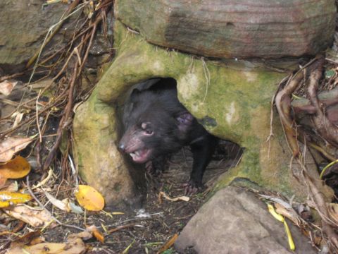 2008 Ford F-250 - A Tasmanian devil peeks out from its den, surrounded by rocks, roots, and fallen leaves.