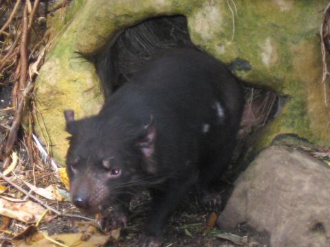 2008 Ford F-250 - A Tasmanian devil emerges from its den in a natural outdoor setting.