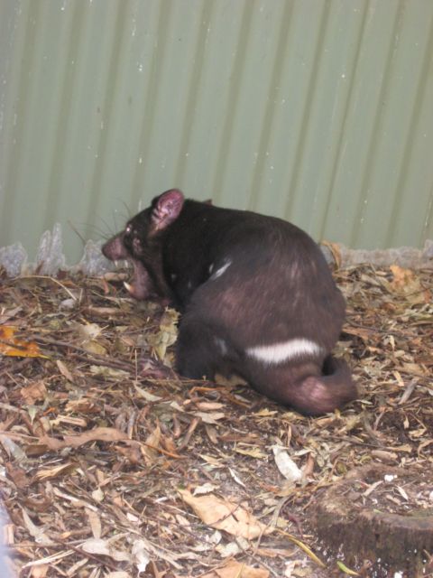 2008 Ford F-250 - A Tasmanian devil is shown in an enclosure with a corrugated metal wall in the background.