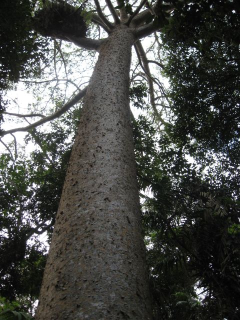 2008 Ford F-250 - A view from below of a massive tree trunk surrounded by lush green foliage.
