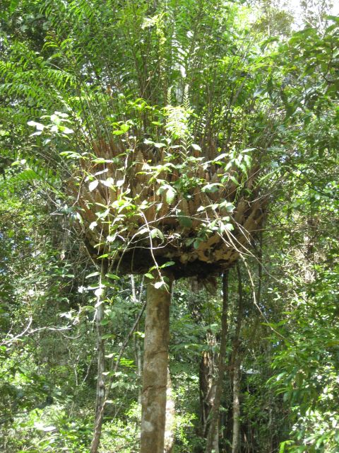 2008 Ford F-250 - A large, complex bird's nest is visible high up in a tree, surrounded by dense green foliage.