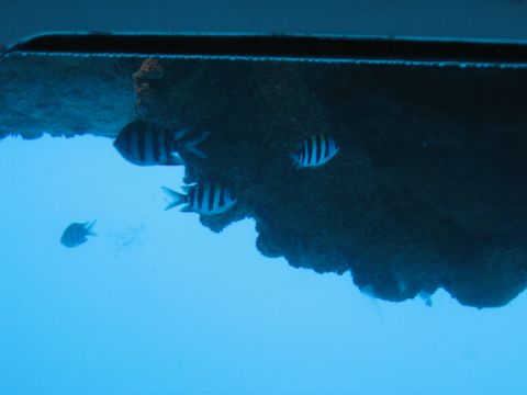 2008 Ford F-250 - Several striped fish are seen swimming in clear blue water beneath an overhang.