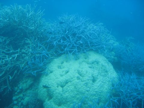 2008 Ford F-250 - A vibrant underwater scene showcases a diverse coral reef ecosystem, intricate branching corals and a prominent pale coral structure.