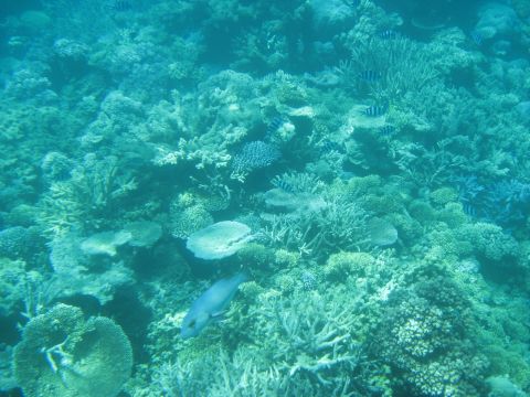 2008 Ford F-250 - A vibrant coral reef ecosystem teeming with marine life, including diverse coral formations and small fish.