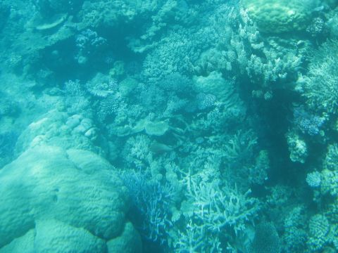 2008 Ford F-250 - A vibrant coral reef ecosystem teeming with life beneath the ocean's surface.