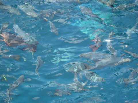 2008 Ford F-250 - A variety of fish swim in clear blue water, with some showing distinct patterns.