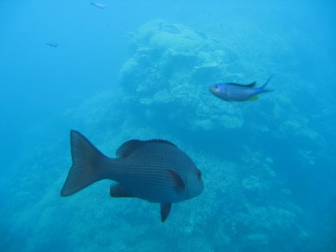 2008 Ford F-250 - A school of fish navigates the clear blue waters above a vibrant coral reef formation.