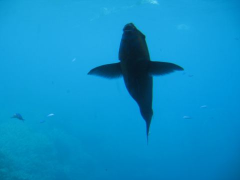 2008 Ford F-250 - Underwater scene with a large fish and several smaller fish swimming in the blue ocean.