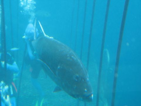2008 Ford F-250 - Divers observe a large fish while inside a protective cage underwater.
