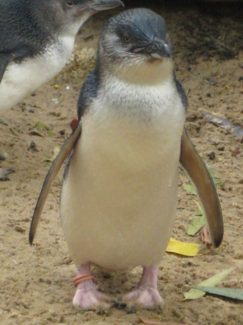 2008 Ford F-250 - A penguin stands on sandy ground, with another penguin visible in the background.