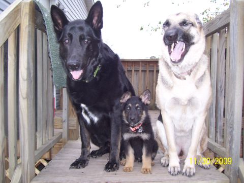 1978 Ford Bronco - A family of German Shepherds poses for a photo on a wooden porch, with one adult yawning widely.