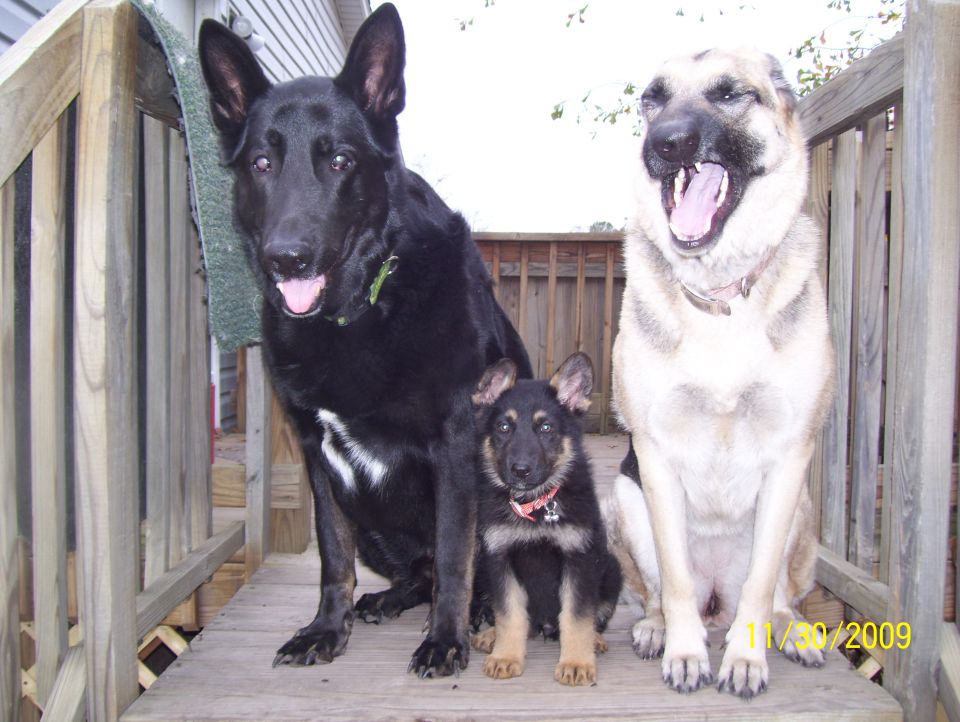 Three German Shepherd dogs, one adult black, one adult tan and black, and one puppy, sit on a wooden deck