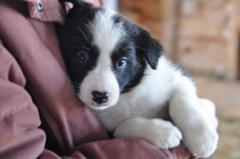 1996 Ford Bronco - A cute puppy with a black and white coat rests comfortably while being held.