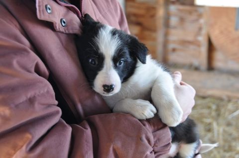 1996 Ford Bronco - A cute puppy is held by a person in a barn-like setting.