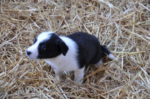 1996 Ford Bronco - A young border collie puppy with black and white markings stands alert in a bed of straw.