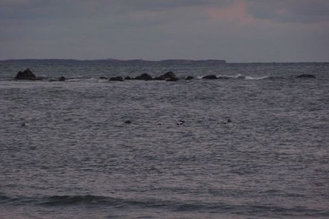 1989 Ford F-150 - Ocean scene with rocks and birds on the water under a cloudy sky.